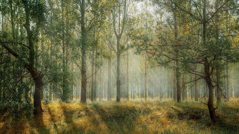 Forest Cottage